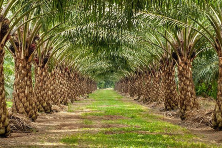 palm oil